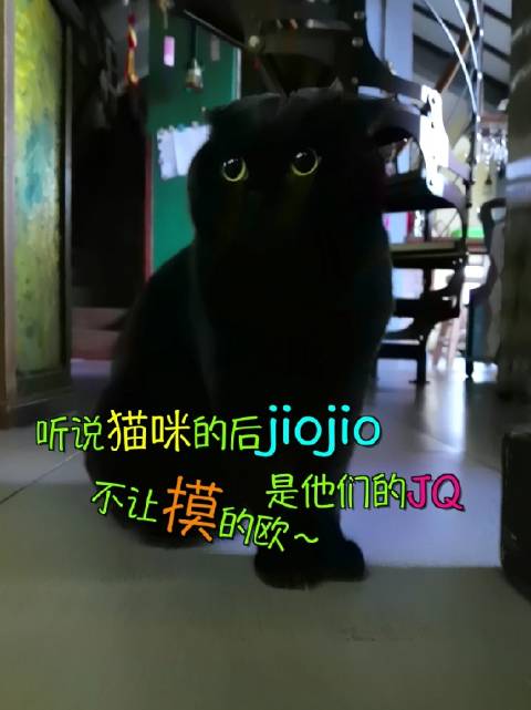 养猫之后才知道的事